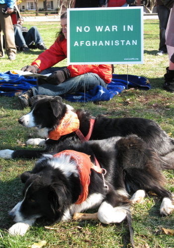 Man and two dogs with a sign: 'No War in Afghanistan'
