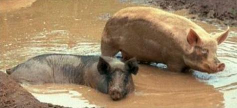 Two hogs wallow in muddy water