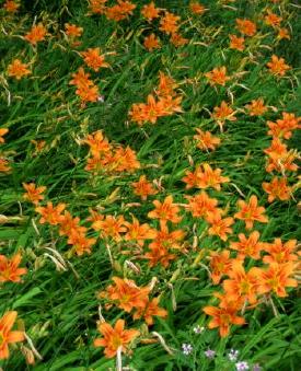 Orange daylilies