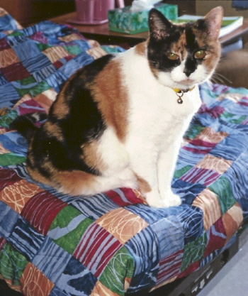 Cat on resident's bed at Rolling Fields