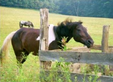 Pinto horse in pasture
