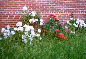 White and red flowers with a brick-wall background