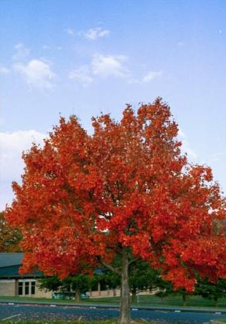 Maple tree with flaming fall color against a blue sky